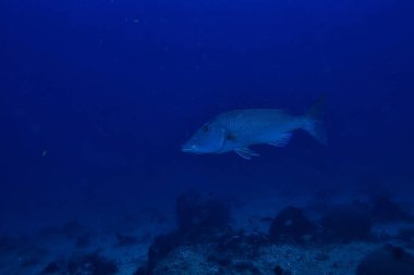 su içine dalış/deniz sahnesi, okyanusta dinlenme, su altında yaban hayatı