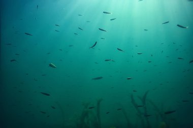 arka plan dalış doğa ekosistem Eko su sualtı taze