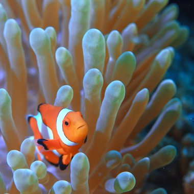 palyaço balığı mercan resifi/makro sualtı sahnesi, mercan balığı görünümü, sualtı dalış