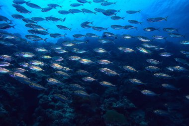 su/deniz ekosistemi altında scad söve, mavi bir arka planda balık büyük okul, canlı soyut balık