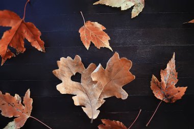 autumn heart on oak yellow leaf / heart symbol in autumn decoration, concept autumn love, walk in the park