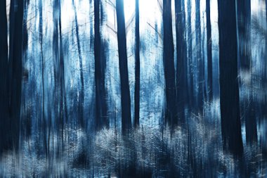 arka plan bulanık dikey kış kışın orman soyut orman