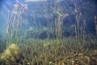 bitkiler ekosistem manzara nehir su sualtı taze güneş ışınları