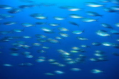 su/deniz ekosistemi altında scad söve, mavi bir arka planda balık büyük okul, canlı soyut balık
