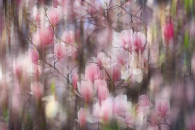 arka plan çiçek/kavramı bulanık değil açık yumuşak arka plan yay tasarım