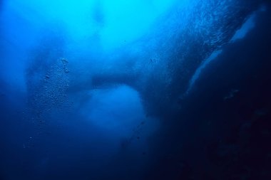 Sualtı sahnesi/mercan resifi, dünya okyanus yaban hayatı manzara