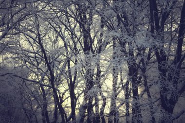 kış manzara orman/karlı havalarda Ocak, karlı ormanda güzel manzara, kuzeye bir gezi