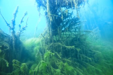 Bataklık sualtı manzara soyut/batık ağaçlar ve net suda yosun, ekoloji sualtı dünyası