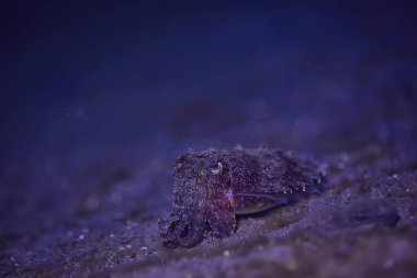 mürekkepbalığı sualtı/sualtı dünyası, Pasifik Okyanusu 'nda deniz yaşamı yaban hayatı hayvan dalış