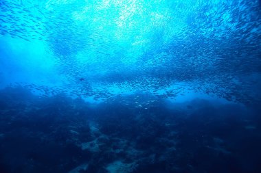 su/deniz ekosistemi altında scad söve, mavi bir arka planda balık büyük okul, canlı soyut balık