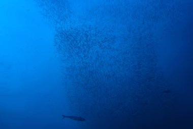 su altında denizde küçük balık çok/balık kolonisi, balıkçılık, okyanus yaban hayatı sahnesi