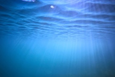 arka plan dalış doğa ekosistem Eko su sualtı taze