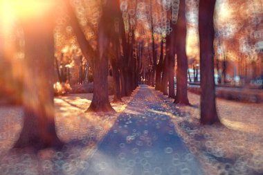 Soyut bir sonbahar Parkı arka plan bulanık/vurgular ve sarı bir sonbahar şehir parkında güneşli bir günde bokeh ile güzel manzara