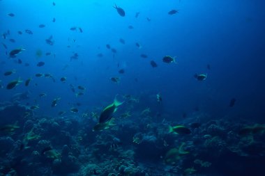 su içine dalış/deniz sahnesi, okyanusta dinlenme, su altında yaban hayatı