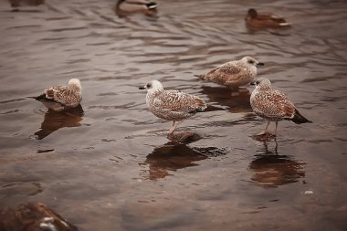 wintering birds / bird flock, winter lake, wild birds on winter lake, seasonal, migratory ducks