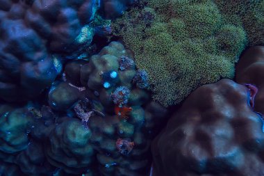 mercan resifi makro/doku, soyut deniz ekosistemi arka plan üzerinde bir mercan resifi