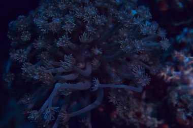 sualtı dünyası/mavi deniz vahşi, dünya Okyanusu, inanılmaz sualtı