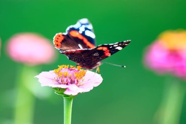 ihale bahar çiçekler arka plan/çiçekli dalları güzel resim
