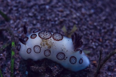 mercan resifi makro/doku, soyut deniz ekosistemi arka plan üzerinde bir mercan resifi