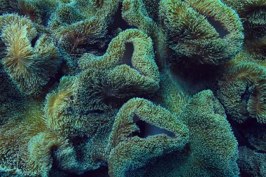 mercan resifi makro/doku, soyut deniz ekosistemi arka plan üzerinde bir mercan resifi