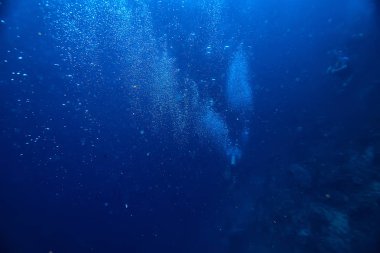 sualtı dünyası/mavi deniz vahşi, dünya Okyanusu, inanılmaz sualtı