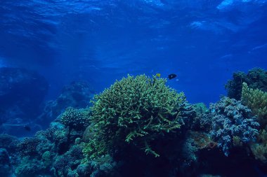 su içine dalış/deniz sahnesi, okyanusta dinlenme, su altında yaban hayatı
