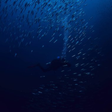 su/deniz ekosistemi altında scad söve, mavi bir arka planda balık büyük okul, canlı soyut balık