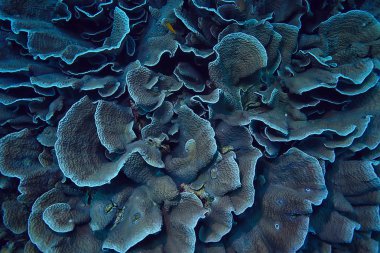 mercan resifi makro/doku, soyut deniz ekosistemi arka plan üzerinde bir mercan resifi