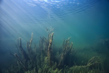 ağaçlar ekoloji göl güzel manzara su sular taze