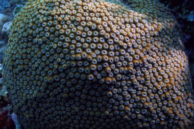 mercan resifi makro/doku, soyut deniz ekosistemi arka plan üzerinde bir mercan resifi