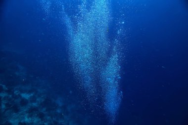 mercan resifi sualtı/deniz mercan Lagünü, okyanus ekosistemi