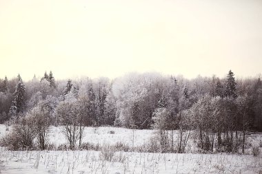 kış manzara orman/karlı havalarda Ocak, karlı ormanda güzel manzara, kuzeye bir gezi