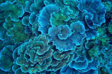 sualtı dünyası/mavi deniz vahşi, dünya Okyanusu, inanılmaz sualtı