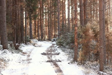 kış manzara orman/karlı havalarda Ocak, karlı ormanda güzel manzara, kuzeye bir gezi
