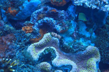 mercan resifi makro/doku, soyut deniz ekosistemi arka plan üzerinde bir mercan resifi