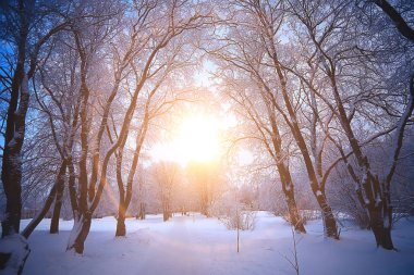Kış ormanında günbatımı/Park, kar ormanı ve güneş, kış dinlenme Şubat günbatımı
