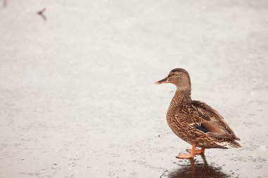 wintering birds / bird flock, winter lake, wild birds on winter lake, seasonal, migratory ducks