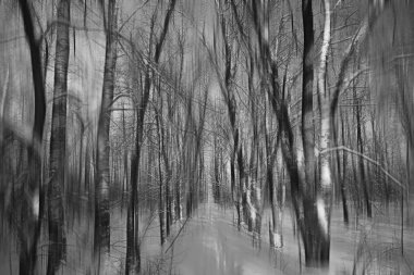 arka plan bulanık dikey kış kışın orman soyut orman