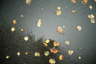 Sonbahar ıslak yaprakları arka plan/sonbahar arka plan, sarı yaprakları ağaçlardan düşmüş, yaprakları sonbahar, sonbahar Parkı