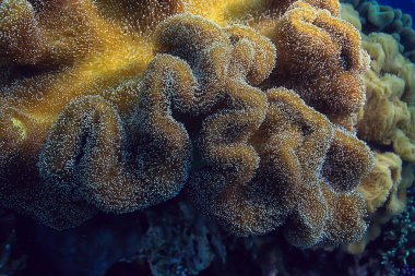 mercan resif sualtı/Lagünü ile mercanlar, sualtı peyzaj, şnorkelli yüzme gezisi