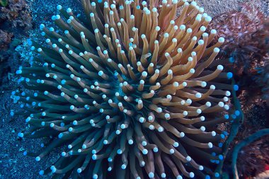 sualtı dünyası/mavi deniz vahşi, dünya Okyanusu, inanılmaz sualtı