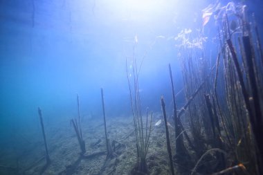 Bataklık sualtı manzara soyut/batık ağaçlar ve net suda yosun, ekoloji sualtı dünyası