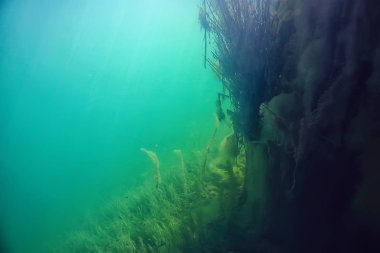 ekoloji ekolojik felaket manzara nehir sualtı