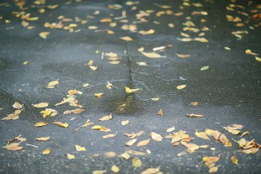 Sonbahar ıslak yaprakları arka plan/sonbahar arka plan, sarı yaprakları ağaçlardan düşmüş, yaprakları sonbahar, sonbahar Parkı
