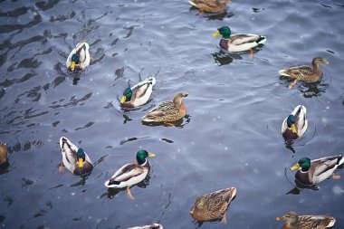 wintering birds / bird flock, winter lake, wild birds on winter lake, seasonal, migratory ducks