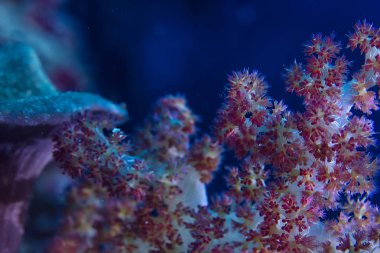 sualtı dünyası/mavi deniz vahşi, dünya Okyanusu, inanılmaz sualtı