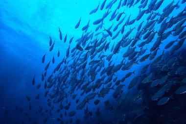 su/deniz ekosistemi altında scad söve, mavi bir arka planda balık büyük okul, canlı soyut balık