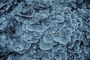 mercan resifi makro/doku, soyut deniz ekosistemi arka plan üzerinde bir mercan resifi