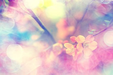 arka plan çiçek/kavramı bulanık değil açık yumuşak arka plan yay tasarım