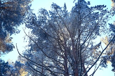 arka plan ağaç dallar doğa kış manzara kışlık orman